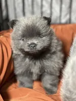 Melody, a female Pomeranian for sale in Wauchula, FL – Photo 6 of 10