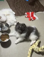 Leo, a male Pomeranian for sale in Wauchula, FL – Photo 6 of 9