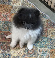Leo, a male Pomeranian for sale in Wauchula, FL – Photo 7 of 9