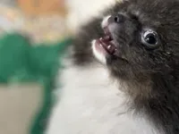 Leo, a male Pomeranian for sale in Wauchula, FL – Photo 1 of 9