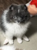 Leo, a male Pomeranian for sale in Wauchula, FL – Photo 2 of 9