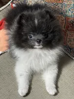 Leo, a male Pomeranian for sale in Wauchula, FL – Photo 9 of 9