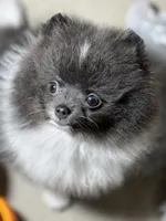 Leo, a male Pomeranian for sale in Wauchula, FL – Photo 4 of 9