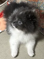 Leo, a male Pomeranian for sale in Wauchula, FL – Photo 5 of 9