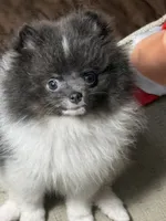 Leo, a male Pomeranian for sale in Wauchula, FL – Photo 3 of 9