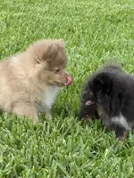 Westley, a male Pomeranian for sale in Wauchula, FL – 9 of 10