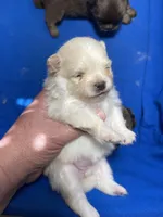 Cinder, a female Pomeranian for sale in Wauchula, FL – Photo 6 of 10