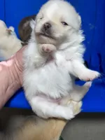 Cinder, a female Pomeranian for sale in Wauchula, FL – Photo 9 of 10