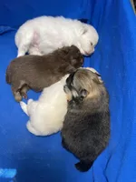 Cinder, a female Pomeranian for sale in Wauchula, FL – Photo 5 of 10