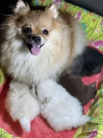 Cinder, a female Pomeranian for sale in Wauchula, FL – Photo 3 of 10