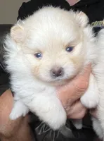 Cinder, a female Pomeranian for sale in Wauchula, FL – Photo 4 of 10