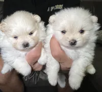 Cinder, a female Pomeranian for sale in Wauchula, FL – Photo 1 of 10