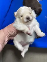 Cinder, a female Pomeranian for sale in Wauchula, FL – Photo 7 of 10