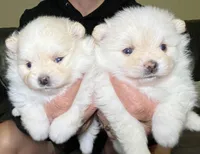 Cinder, a female Pomeranian for sale in Wauchula, FL – Photo 2 of 10