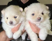 Cinder, a female Pomeranian for sale in Wauchula, FL – Photo 8 of 10