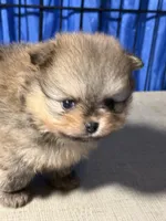 Andy, a male Pomeranian for sale in Wauchula, FL – Photo 4 of 10