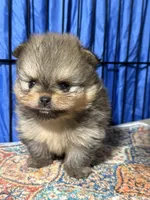 Andy, a male Pomeranian for sale in Wauchula, FL – Photo 5 of 10