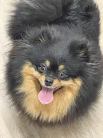 Andy, a male Pomeranian for sale in Wauchula, FL – Photo 10 of 10