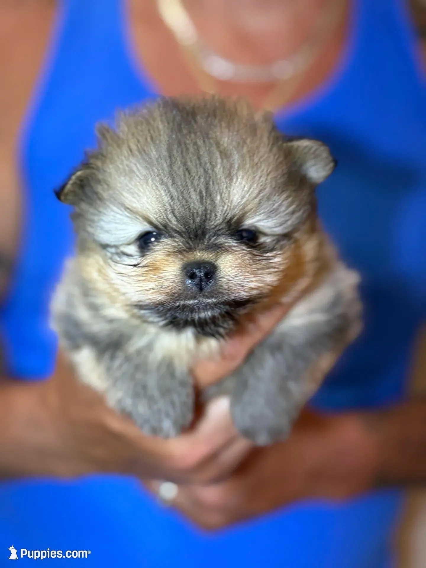Andy, a male Pomeranian for sale in Wauchula, FL – Photo 6 of 10