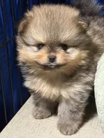 Andy, a male Pomeranian for sale in Wauchula, FL – Photo 2 of 10