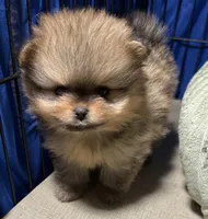 Andy, a male Pomeranian for sale in Wauchula, FL – Photo 3 of 10