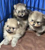 Andy, a male Pomeranian for sale in Wauchula, FL – Photo 7 of 10