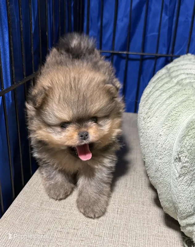 Andy – Pomeranian puppy for sale in Wauchula, FL