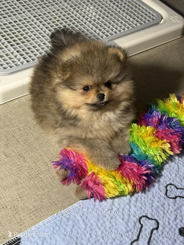 Andy – Pomeranian puppy for sale in Wauchula, FL