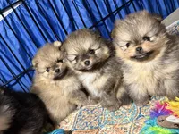 Andy, a male Pomeranian for sale in Wauchula, FL – Photo 8 of 10