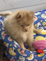 Westley (Rare merle color), a male Pomeranian for sale in Wauchula, FL – 2 of 10
