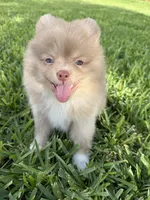 Danny, a male Pomeranian for sale in Wauchula, FL – 6 of 10