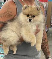 Brody, a male Pomeranian for sale in Wauchula, FL – Photo 8 of 10