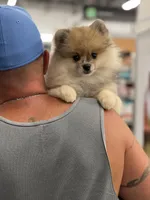 Brody, a male Pomeranian for sale in Wauchula, FL – Photo 5 of 10