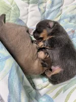 Blue, a male Pomeranian for sale in Wauchula, FL – Photo 7 of 10