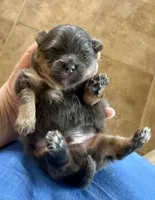 Blue, a male Pomeranian for sale in Wauchula, FL – Photo 6 of 10