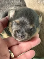 Blue, a male Pomeranian for sale in Wauchula, FL – Photo 1 of 10