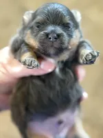 Blue, a male Pomeranian for sale in Wauchula, FL – Photo 3 of 10