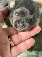 Blue, a male Pomeranian for sale in Wauchula, FL – Photo 9 of 10