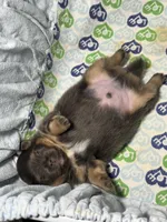 Blue, a male Pomeranian for sale in Wauchula, FL – Photo 2 of 10