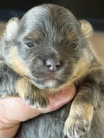 Blue, a male Pomeranian for sale in Wauchula, FL – Photo 4 of 10