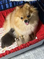 Blue, a male Pomeranian for sale in Wauchula, FL – Photo 8 of 10