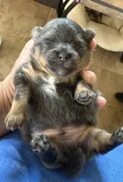 Blue, a male Pomeranian for sale in Wauchula, FL – Photo 5 of 10