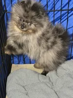 Sammy, a male Pomeranian for sale in Wauchula, FL – 10 of 10