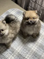 Tawny, a male Pomeranian for sale in Wauchula, FL – Photo 7 of 10