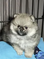 Tawny, a male Pomeranian for sale in Wauchula, FL – Photo 1 of 10