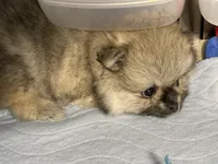 Tawny, a male Pomeranian for sale in Wauchula, FL – Photo 6 of 10