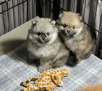 Tawny, a male Pomeranian for sale in Wauchula, FL – Photo 4 of 10