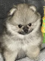 Tawny, a male Pomeranian for sale in Wauchula, FL – Photo 8 of 10