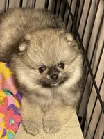 Tawny, a male Pomeranian for sale in Wauchula, FL – Photo 5 of 10