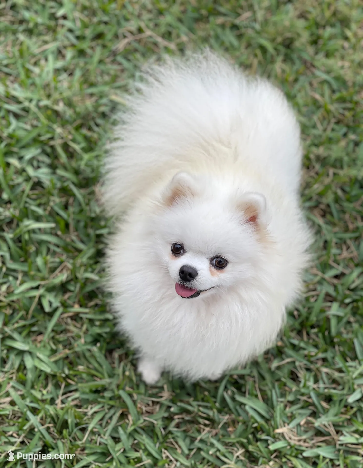 Danny, a male Pomeranian for sale in Wauchula, FL – Photo 10 of 10